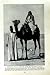 C1920 Nubian Desert Arab Camel Africa Shilluk Coiffure