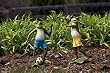 2 Assorted Sporting Frogs