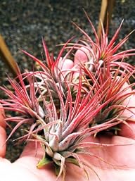 Airplants Tillandsia Red Ionantha Fue…