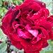 ROSE RED ROMANCE-Superb Gift for Valentines Day,Va