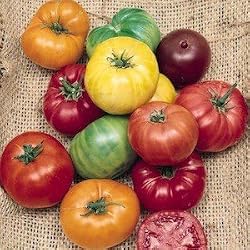 Beefsteak Tomato Heirloom Certified Organic Seeds