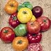 Beefsteak Tomato Heirloom Certified Organic Seeds