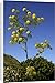 Canvas Prints of DAD-1862 Ferula linkii - a tall perennial herb in full flower. Height up to 3m from Ardea Wildlife Pets
