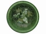 51tcp4xeFsL. SL160  Wax Pottery Vessel   Home Fragrance Without a Flame   Evergreen