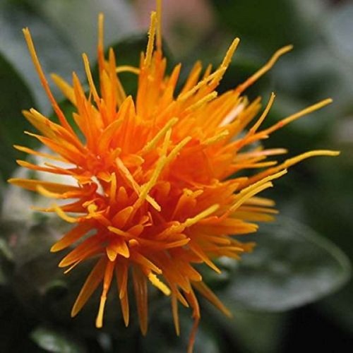 300 SAFFLOWER Saffron Carthamus Tinctorius Yellow Orange Flower Seeds *Comb S/H