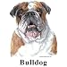 Bulldog Cordial - Shot Glass