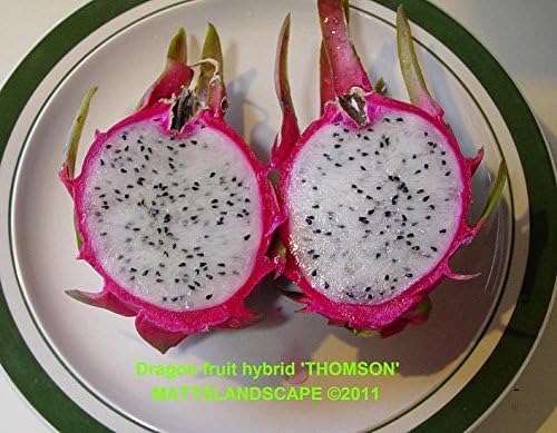 Dragon Fruit Plant, 'THOMSON,' Hylocereus, Pitahaya, Epiphyllum, Delicious Edible Cactus Fruit, High in Vitamin C, 3 Gallon, 3 Big and Healthy Plants