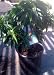 Garden Delight Dwarf Nectarine Potted Five Gallon Tree