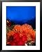 Soft Corals Atop Stillwater's Storm-Damaged Hard-Coral Base, Taveuni, Fiji Framed Art Poster Print by Casey Mahaney, 25x31
