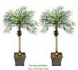TWO 5.5' Date Phoenix Artificial Tropical Palm Trees