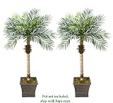 TWO 5.5' Date Phoenix Artificial Tropical Palm Trees, with No Pot,