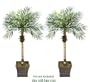 TWO 5.5' Date Phoenix Artificial Tropical Palm Trees, with No Pot,