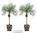 TWO 5.5' Date Phoenix Artificial Tropical Palm Trees, with No Pot,
