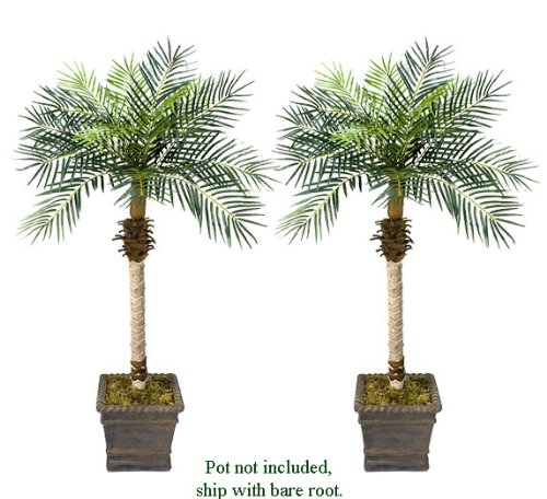 TWO 5.5' Date Phoenix Artificial Tropical Palm Trees