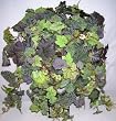 Grape Ivy Leaf Ledge Garden