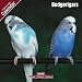 2009 Budgerigar Wall Calendar