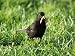 Blackbird, with Newly Caught Earthworm, Scotland Photographic Poster Print by Keith R...