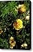 Desert Rose Virginia City NV Canvas Print / Canvas Art - Artist LeeAnn McLane-Goetz