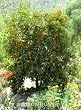 Nagami Kumquat Tree Two Gallon by Monrovia Growers