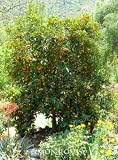 meyer lemons trees-Nagami Kumquat Tree Two Gallon by Monrovia Growers