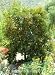 Nagami Kumquat Tree Two Gallon by Monrovia Growers