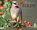 Backyard Birds 2012 Calendar