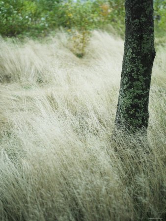 Wild Grasses Blowing in the Wind