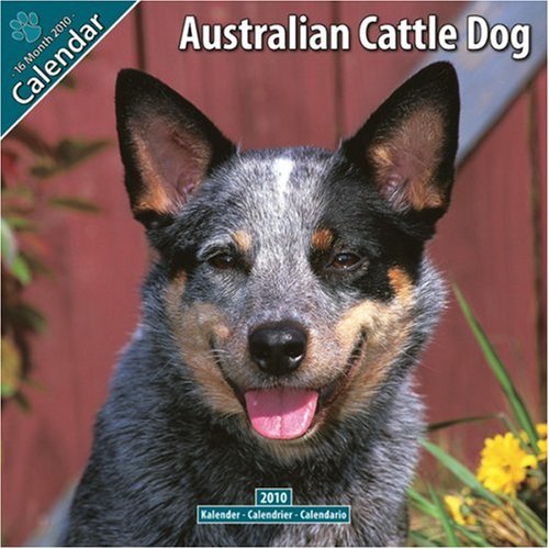 Australian Cattle Dog 2010 Wall Calendar #10007-10