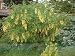 Goldregen (Laburnum) - Saat