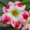 9GreenBox - Very Rare Grafted Adenium Desert Rose Peace LiLi 3 ~ 4 Years House Plant Bonsai