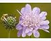Photographic Prints of Small Scabious, or Doves foot scabious - in flower and fruit from Ardea Wildlife Pets