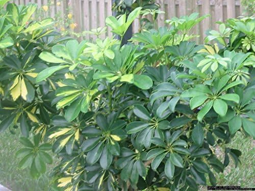 SCHEF MINI FOLIAGE Live Plant 4 Inches Foliage Indoor Plant a.k.a Mini Schefflera Plant