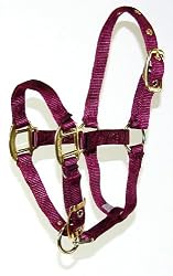 Hamilton Deluxe 3/4" Nylon Horse Halter with Adjustable Chin, Wine, Foal/Average Mini Donkey (100-200 lbs)