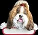 Shih Tzu Dog Breed Christmas Ornament - Free Personalization