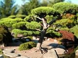 Bonsai Tree Illusion - 36