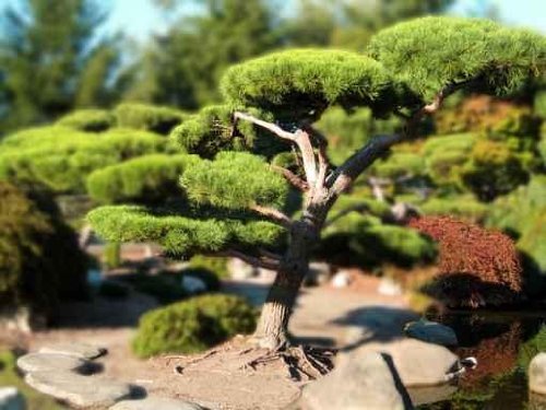 Bonsai Tree Illusion - 36