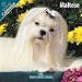 maltese4  - Maltese 2010 Wall Calendar 12 X 12