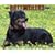 Just Rottweilers 2009 Calendars