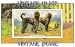 2.75 inch x 2 inch (7.5 x 5cm) Acrylic Fridge Magnet Dogs Afghan Hounds Vintage Image