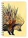 Porcupine Wooden Pocket Notepad by Dolan Geiman and Night Owl Paper Goods