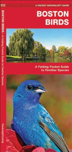 Boston Birds: A Folding Pocket Guide to Familiar Species (Pocket Naturalist Guide Series)