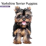 Yorkshire Terrier Puppies Mini 2015 Wall Calendar