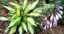 Cherry Berry Hosta - Potted