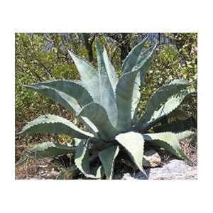 Athelas Plant