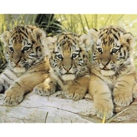 Posters: Big Cats Mini Poster - Tiger Cubs (20 x 16 inches)