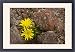 Framed Prints of A very dwarf cats ear - in the high paramo on Cotopaxi, from Ardea Wildlife Pets