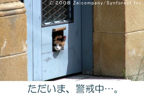 Cover image : 地中海・猫の旅 6500キロ [DVD]