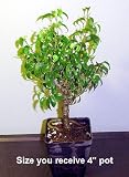 Too Little Weeping Fig Plant - Ficus - Starter Bonsai