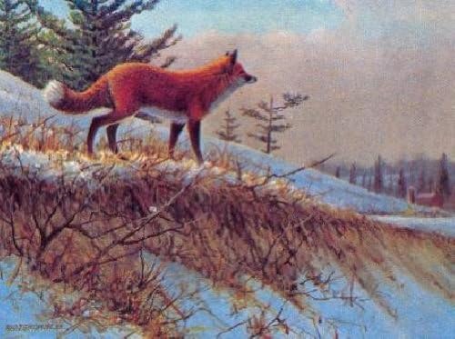 Owen Gromme - On the Alert - Red Fox Artis's Proof on Paper