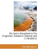 The Sperm-Receptacle in the Crayfishes, Cambarus Cubensis and C. Paradorus